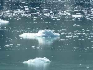 Bald Eagle on iceberg