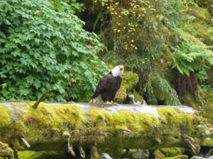 Bald eagle