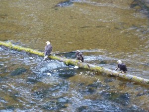 Bald eagles