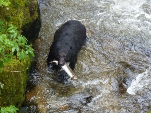 Black bear