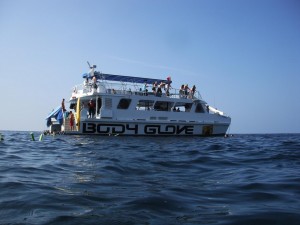 Body Glove Snorkel Cruise