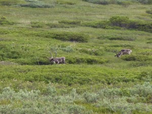 Caribou