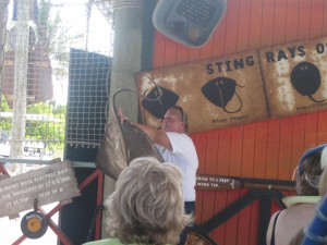 Castaway Ray's Stingray Adventure