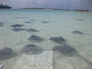 Castaway Ray's Stingray Adventure