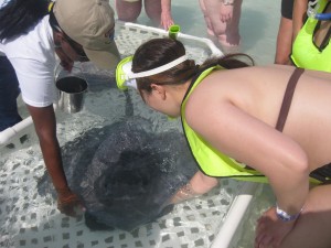 Castaway Ray's Stingray Adventure