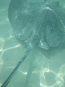 Castaway Ray's Stingray Adventure