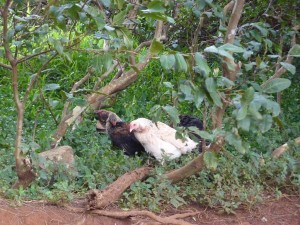 Chickens at Nuuanu Pali Outlook