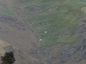 Dall Sheep