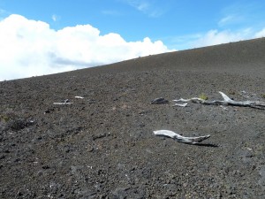 Devastation Trail