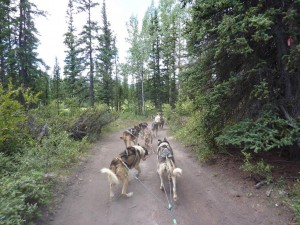 Dog cart ride