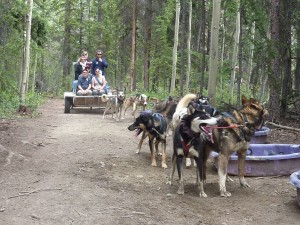 Dog cart ride