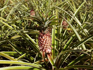 Dole Pineapple Plantation