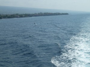 Dolphins in Kona Harbor