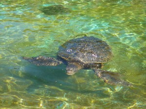 Feeding Sea Turtles