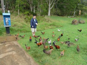 Feeding chickens at Kokee Lodge