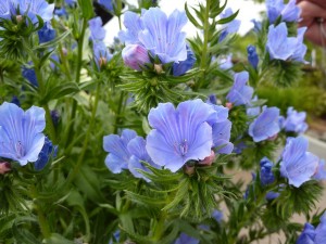 Forget-me-not Flowers