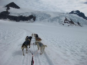 Glacier dog sledding