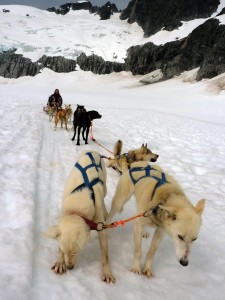 Glacier dog sledding