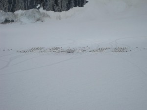 Glacier husky dog camp