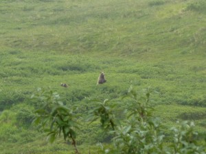 Grizzly bear mama & 2 cubs