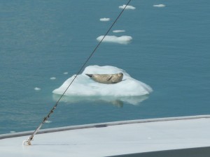 Harbor seal on iceberg