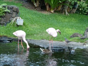 Hilton Hawaiian Village