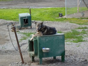 Husky Dog Camp