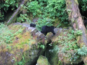 Mama & Baby Black Bears