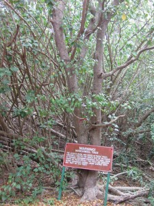 Manchineel Tree