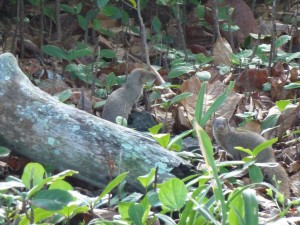 Mongoose at Waianapanapa State Park