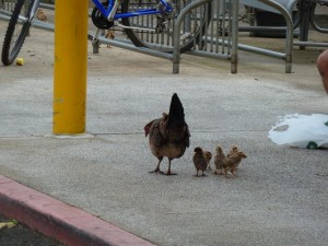 Mother hen & her chicks