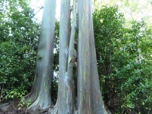 Painted eucalyptus trees