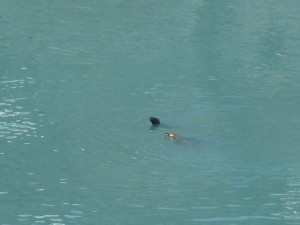 Pair of harbor seals