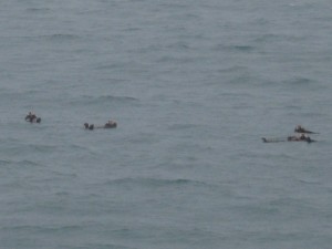 Sea otters in Blackstone Bay