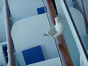 Seagull on balcony railing