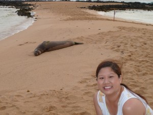 Seal at Poipu Beach