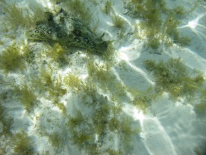 Snorkeling in Serenity Bay