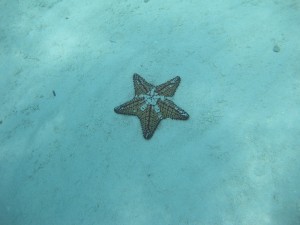 Snorkeling in Serenity Bay