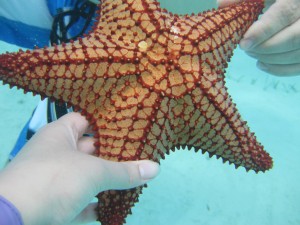 Snorkeling in Serenity Bay