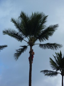 Tree climbing in Samoa village