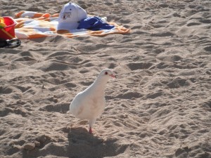 Waikiki Beach