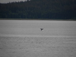 Whale Tail in Glacier Bay