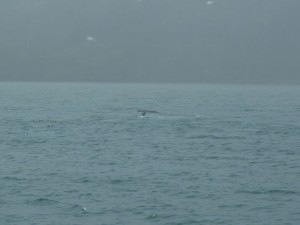 Whale tail in Blackstone Bay