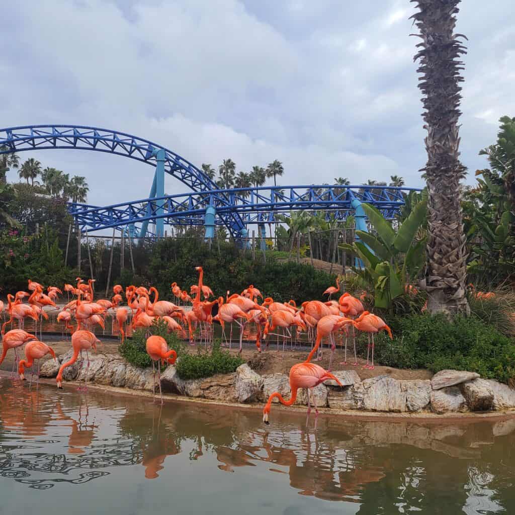 Flamingos at SeaWorld San Diego