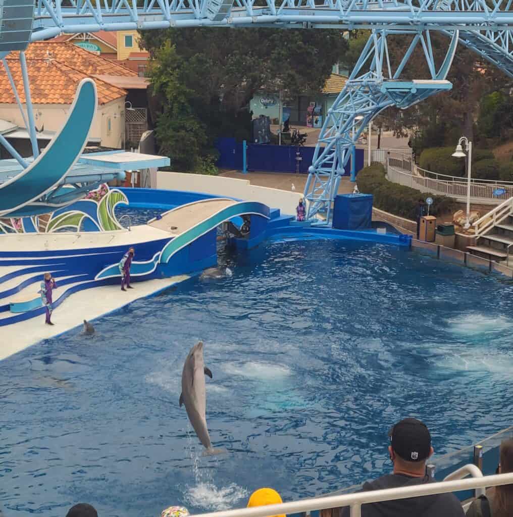 Dolphin Days Show at SeaWorld San Diego